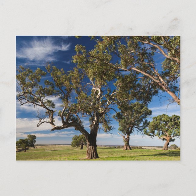 Carte Postale Australie, Vallée de Barossa, Mont Pleasant (Devant)