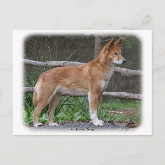 Carte Postale Australien Dingo 9Y209D-268 (Devant)
