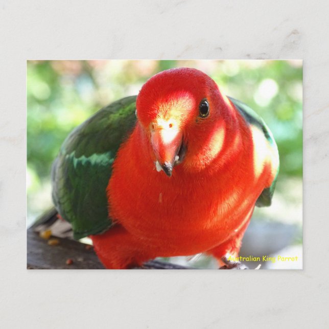 Carte Postale Australien King Parrot (Devant)