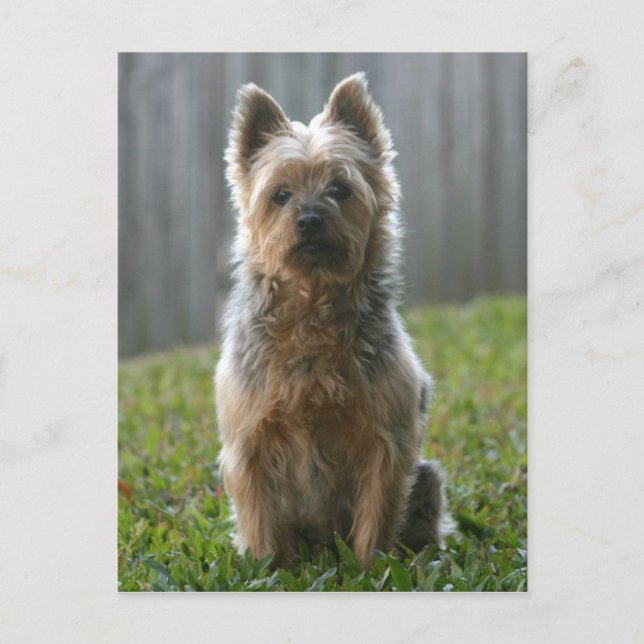 Carte Postale Australien Silky Terrier (Devant)
