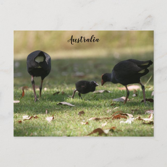 Carte Postale Australien Swamphen pourpre et poussin de bébé (Devant)