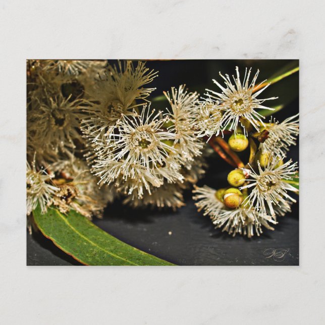 Carte postale australienne Eucalyptus Fleur & Frui (Devant)