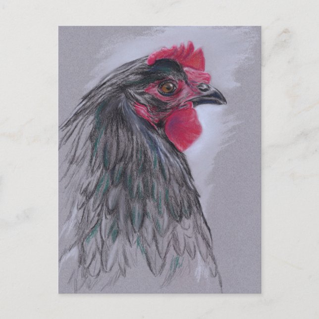 Carte Postale Australorp noir Hen (Devant)
