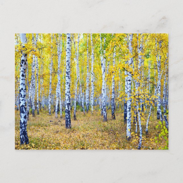 Carte Postale Automne (Devant)