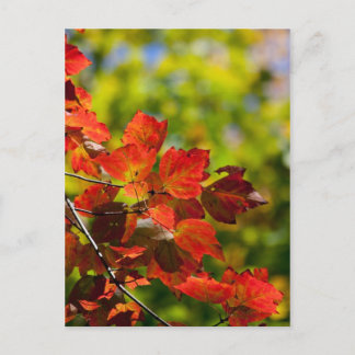 Carte postale Automne