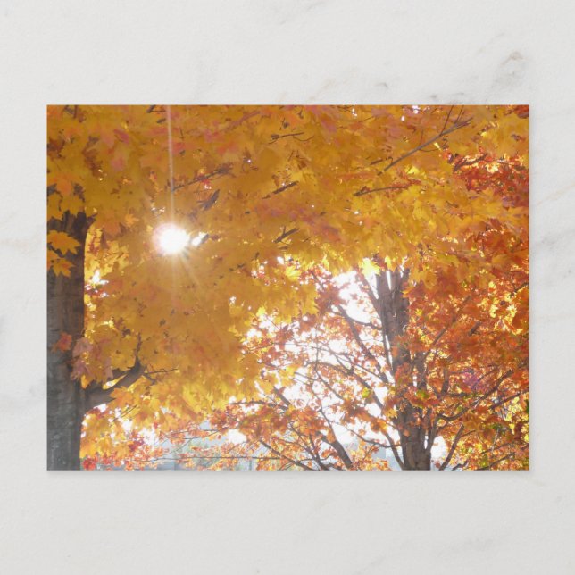 Carte Postale Automne à Montréal (Devant)