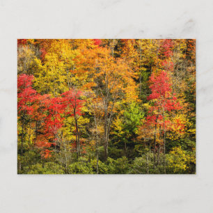 Carte Postale Automne à Sims Pond North Carolina, Blue Ridge