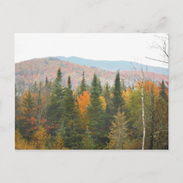 Carte Postale Automne Adirondacks Arbres paysage paysage (Devant)