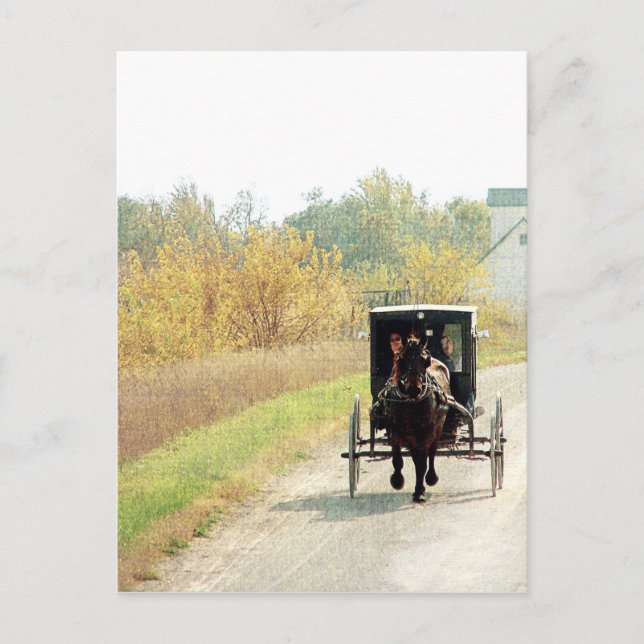 Carte Postale Automne Amish Horse et Buggy (Devant)