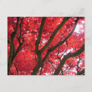 Carte Postale Automne, automne, feuille