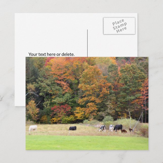 Carte Postale Automne Feuilles Vaches Pasture Photographie (Devant / Derrière)