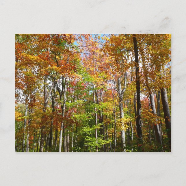 Carte Postale Automne Forêt II Automne Paysage Photographie (Devant)