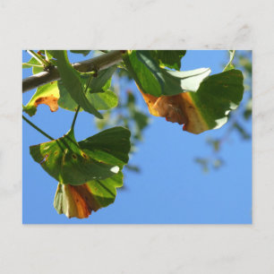 Carte Postale Automne Ginkgo Biloba Feuilles do-it-yourself cart