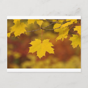 Carte Postale Automne inspirant