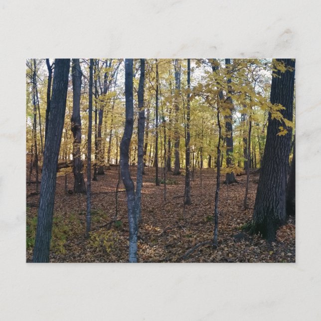 Carte postale Automne jaune (Devant)