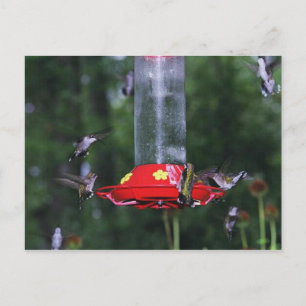 Carte Postale Automne Migration des colibris