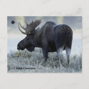 Carte Postale Automne - Oie