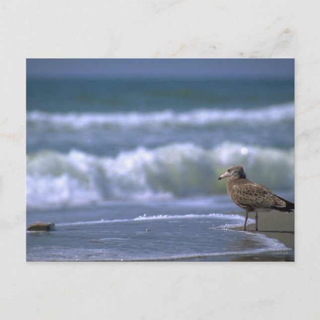 Carte Postale autre côté de la mer (Devant)