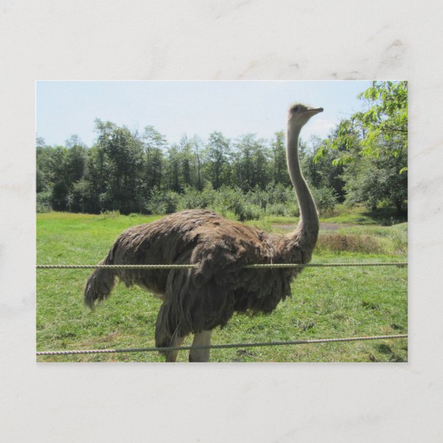 Carte Postale Autruche (Devant)