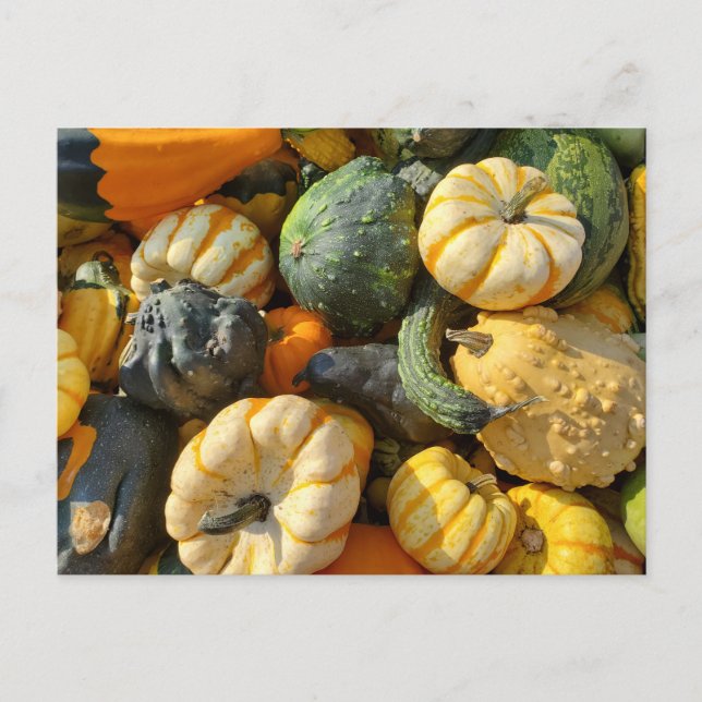 Carte Postale Autum des citrouilles et des gourdes (Devant)