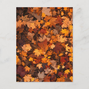 Carte Postale Autum Feuille