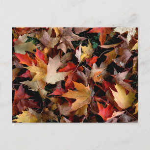 Carte Postale Autumn