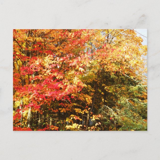 Carte Postale Autumn Field Adirondacks Paysage de la scène des a (Devant)
