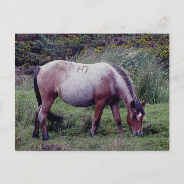 Carte Postale Autunm Dartmooe Pony Graze (Devant)