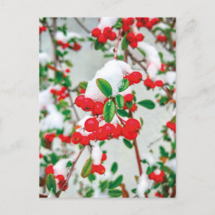 Carte postale aux Berries rouges de neige d'hiver