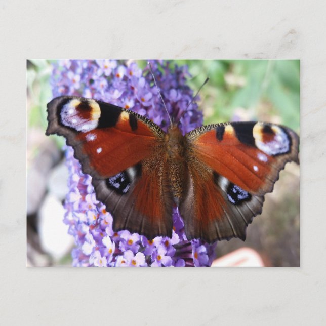 Carte postale aux fleurs violettes de papillon Bro (Devant)