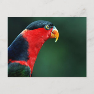 Carte postale aux oiseaux colorés