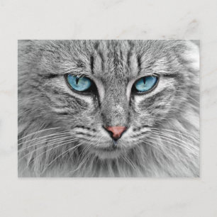 Carte postale aux yeux bleus