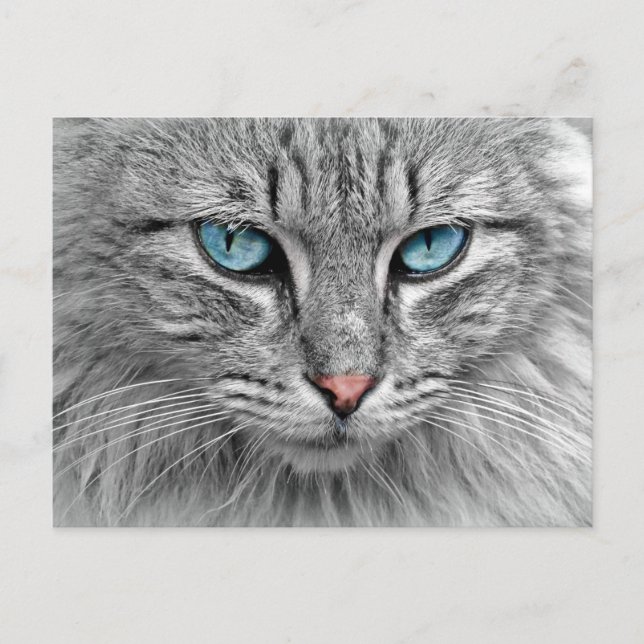 Carte postale aux yeux bleus (Devant)