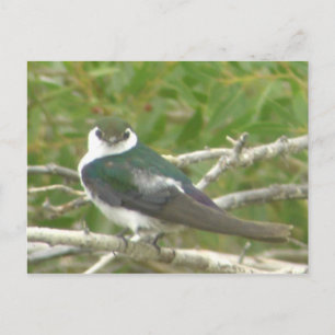 Carte postale avale verte violette