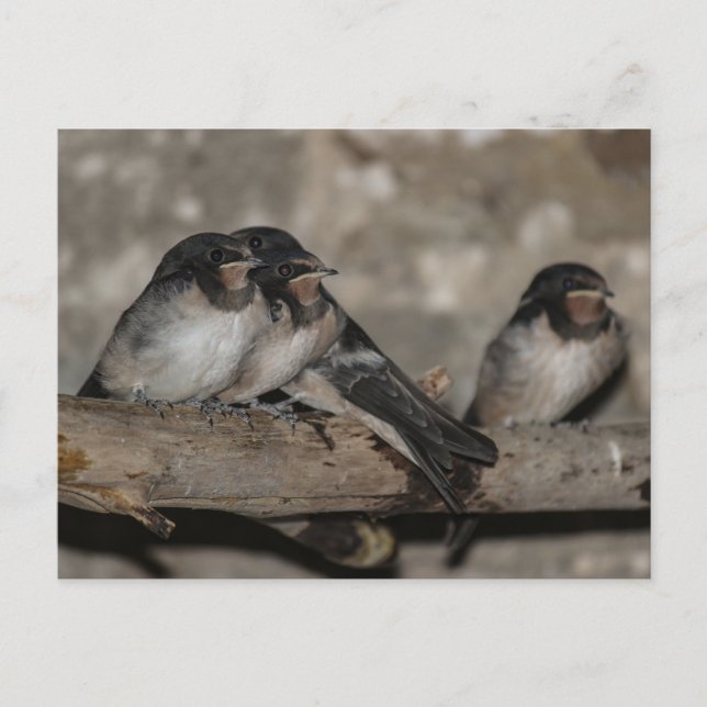 Carte Postale Avaler les jeunes pousses à l'intérieur d'une bran (Devant)