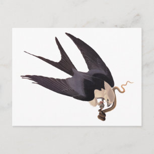Carte Postale Avaler Queue Hawk avec Serpent Vintage Audubon
