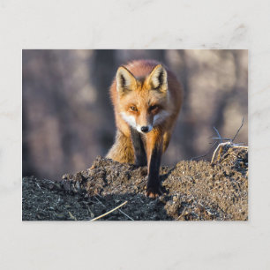 Carte Postale Avancer Fox