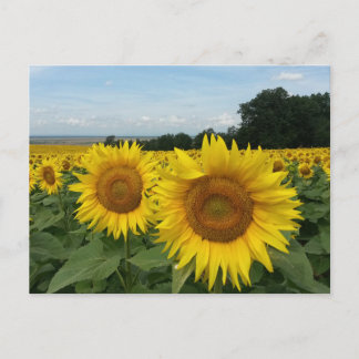 Carte postale avec champ de tournesol