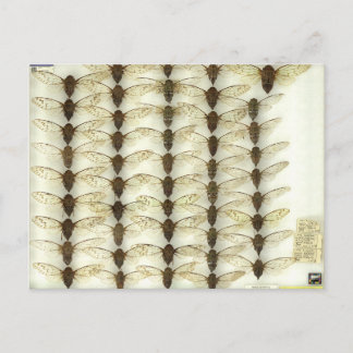 Carte postale avec Cicadas