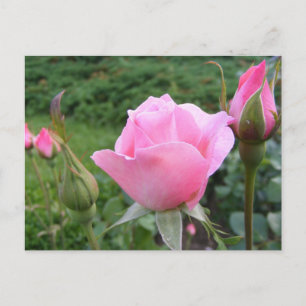 Carte postale avec de belles roses roses roses