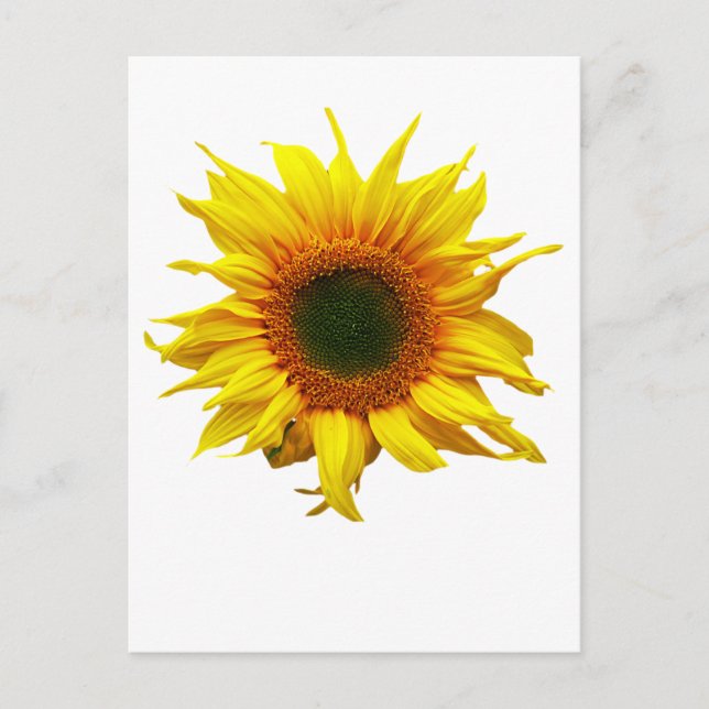 Carte Postale Avec Design Tournesol (Devant)