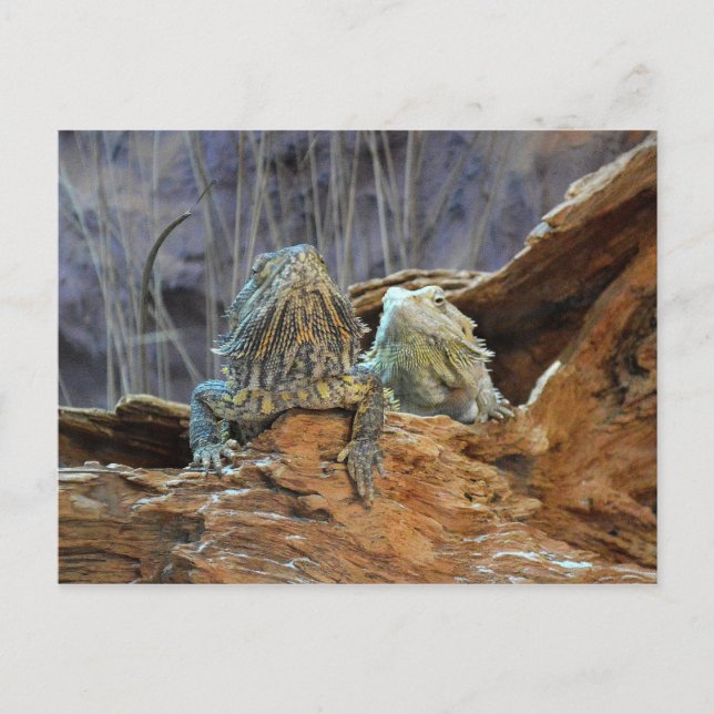 Carte postale avec deux lézards curieux (Devant)