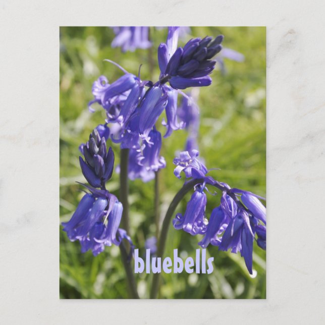 Carte postale avec fleurs bleues (Devant)