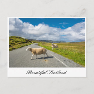 Carte postale avec mouton en Ecosse