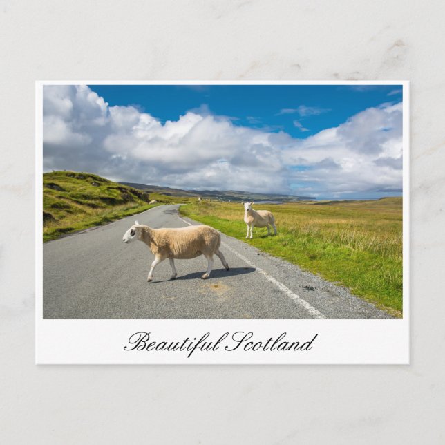 Carte postale avec mouton en Ecosse (Devant)