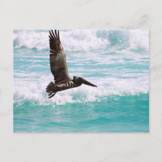 Carte postale avec pélican volant contre l'eau