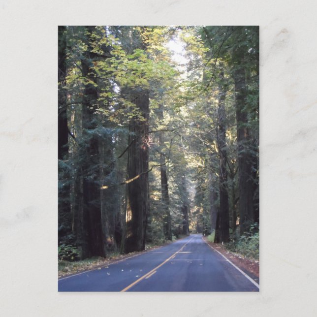 Carte Postale Avenue des géants - Humboldt Redwoods State Park (Devant)