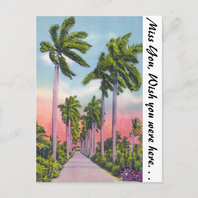 Carte Postale Avenue des Palmiers royaux de Stately en Floride (Devant)