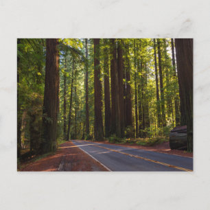 Carte Postale Avenue du séquoia géant Californie