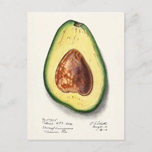 Carte Postale Avocado (Persa) Peinture d'aquarelle aux fruits